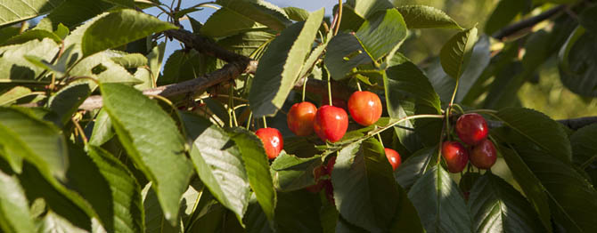 healthy food eco tourism villa neretva bosnia and herzegovina